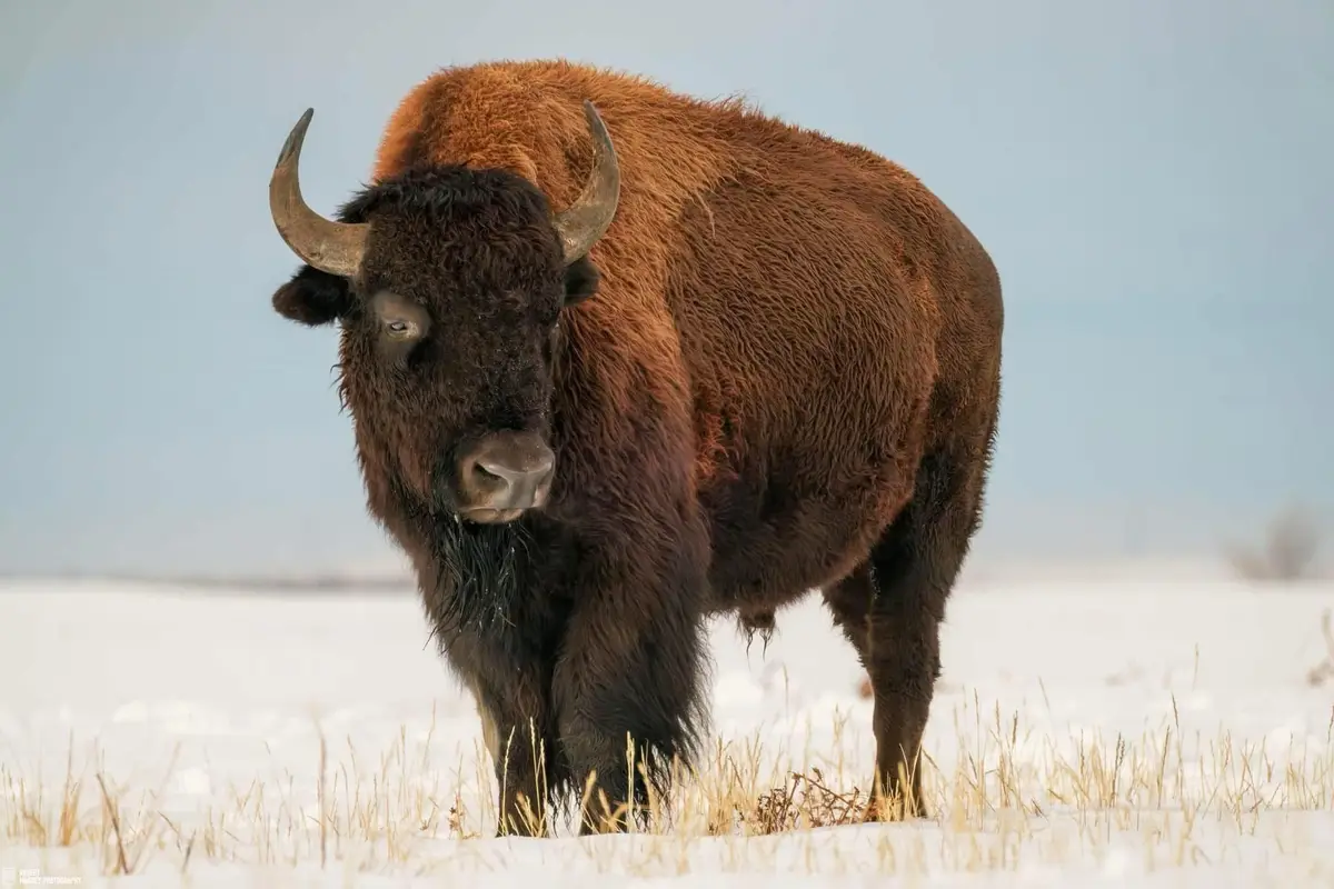 A large, shaggy brown bison with curved horns stands in a snowy field, looking directly at the camera with a calm…
