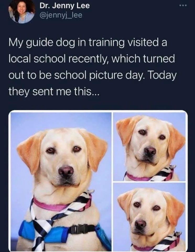 A screenshot of a tweet from Dr. Jenny Lee showing three school photo-style pictures of a yellow Labrador guide dog in…