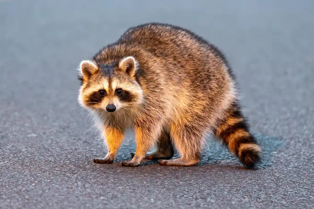 A raccoon stands on an asphalt surface, looking directly at the camera with its characteristic masked face. Its body appears…