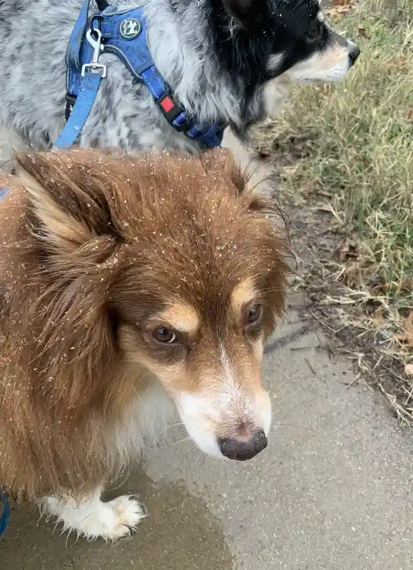 A close-up photo shows a brown and white dog with snowflakes on its fur, looking sad and disappointed while standing on a…
