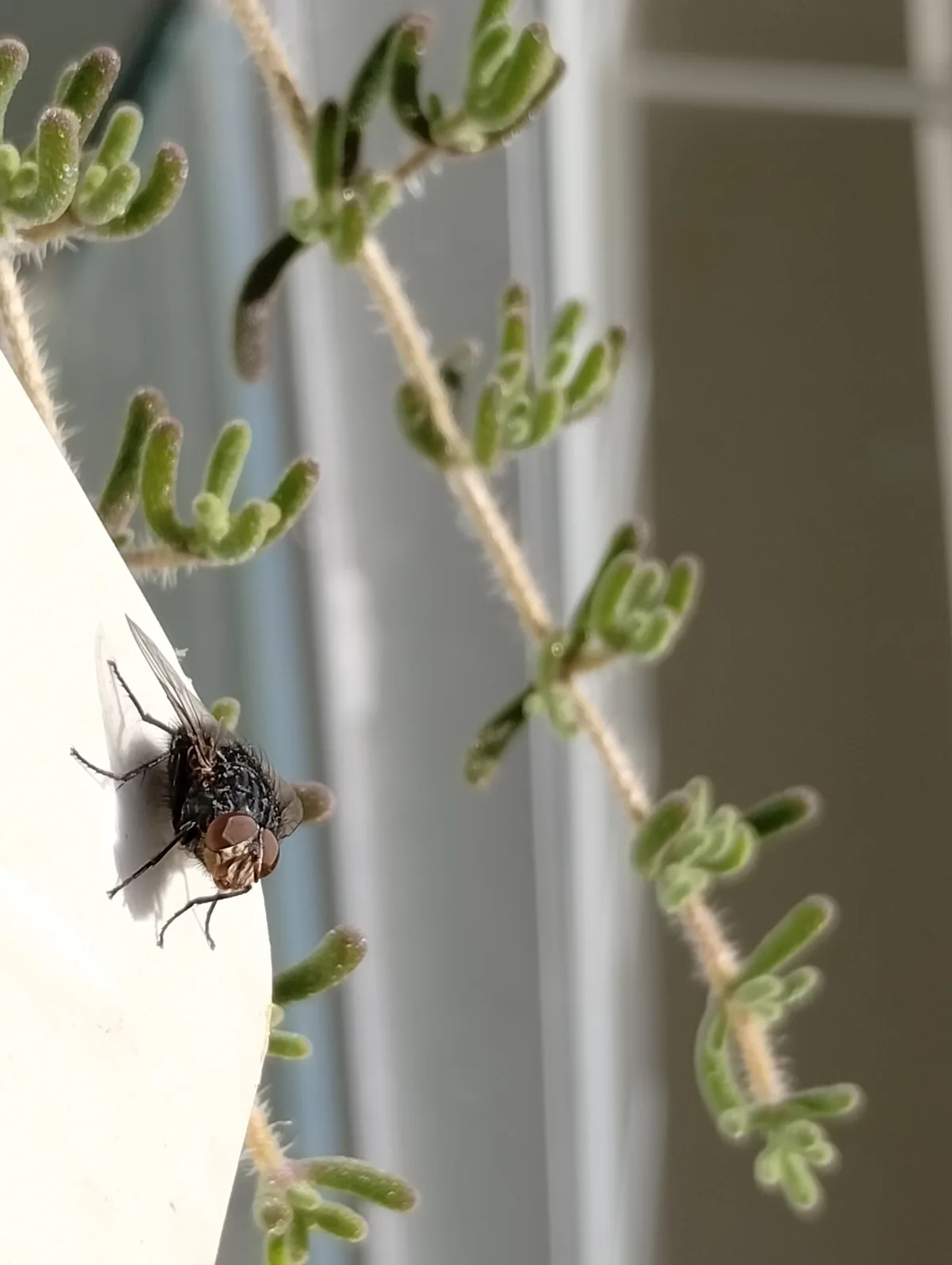 A close-up photo shows a black fly resting on a white surface, with green, fuzzy succulent stems in the background. The fly…