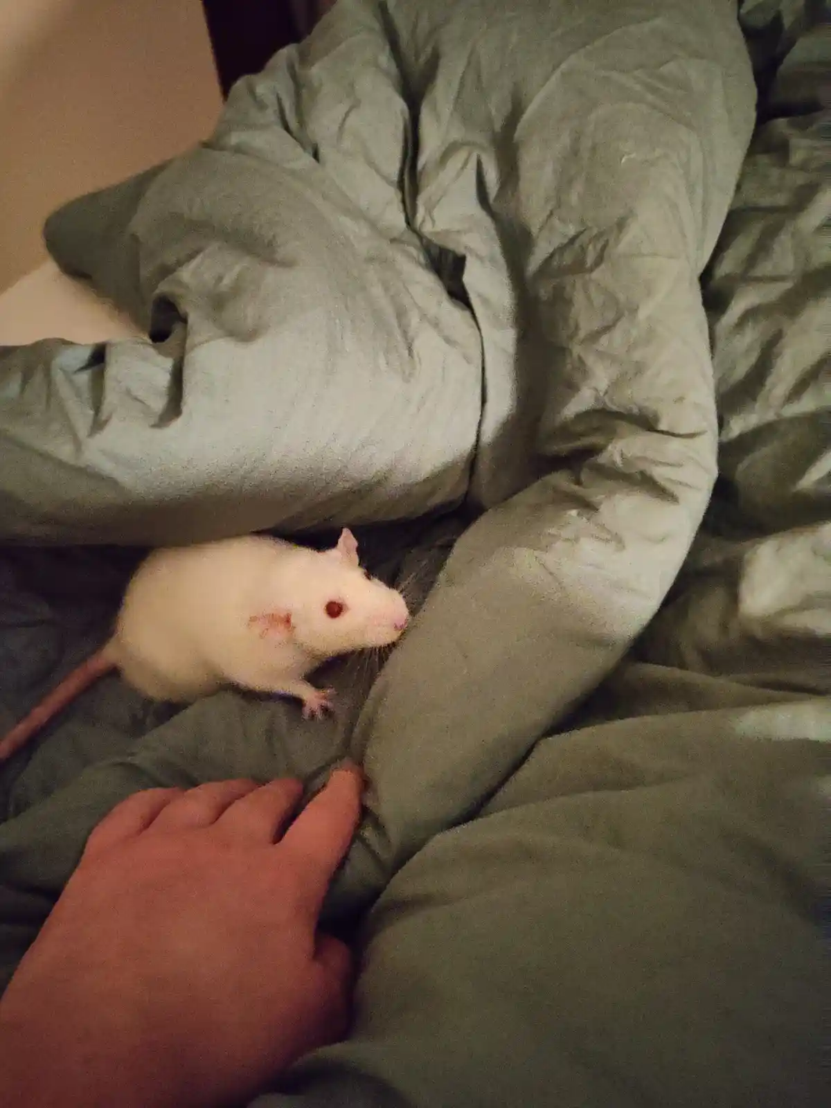 Tiabeanie enjoying a cozy nap with me