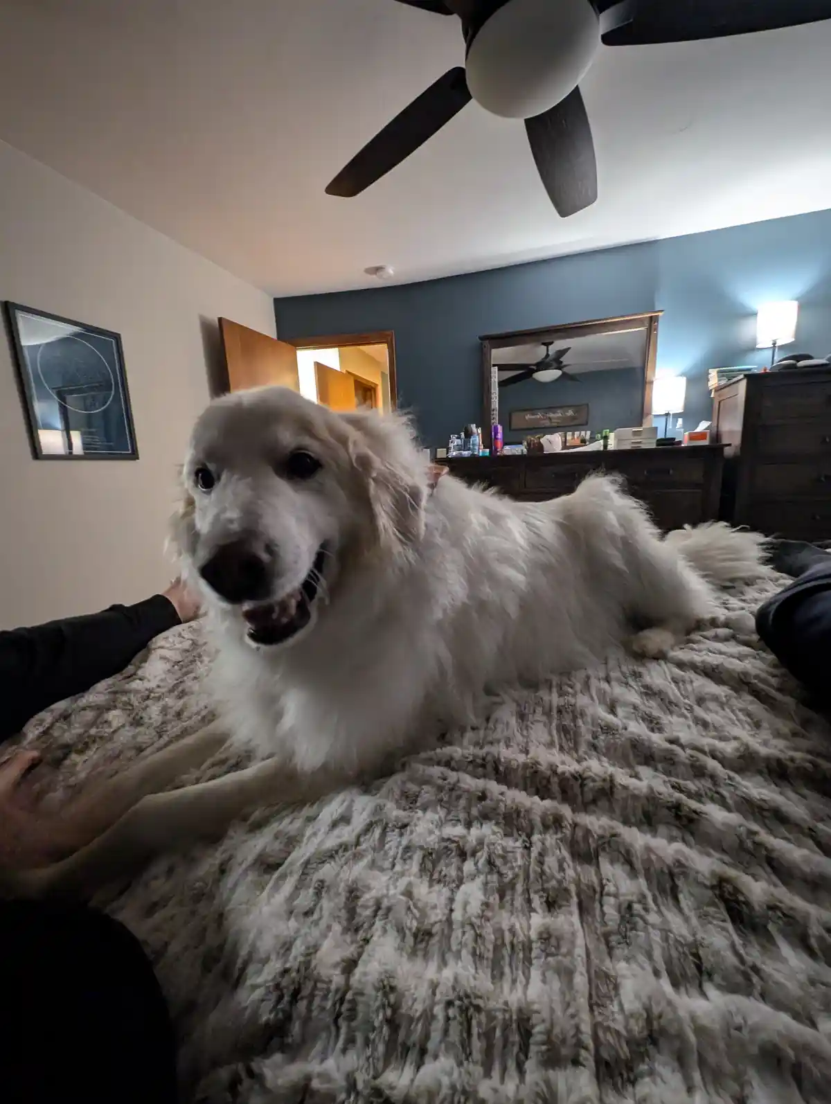 A fluffy white dog lies on a textured gray bedspread in a bedroom, looking directly at the camera with its mouth slightly…