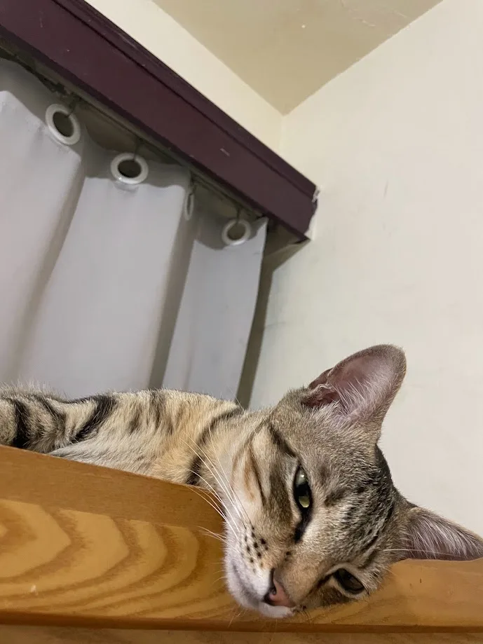 A tabby cat with green eyes is lying on a wooden surface, looking directly at the camera with a relaxed, slightly sleepy…