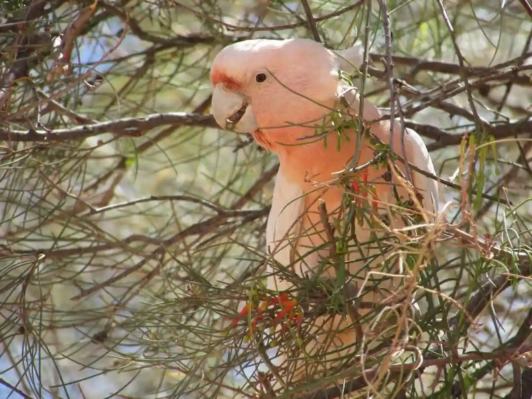 A pink cockatoo perched among thin green and brown branches, holding a small seed or nut in its beak. The bird's head is…