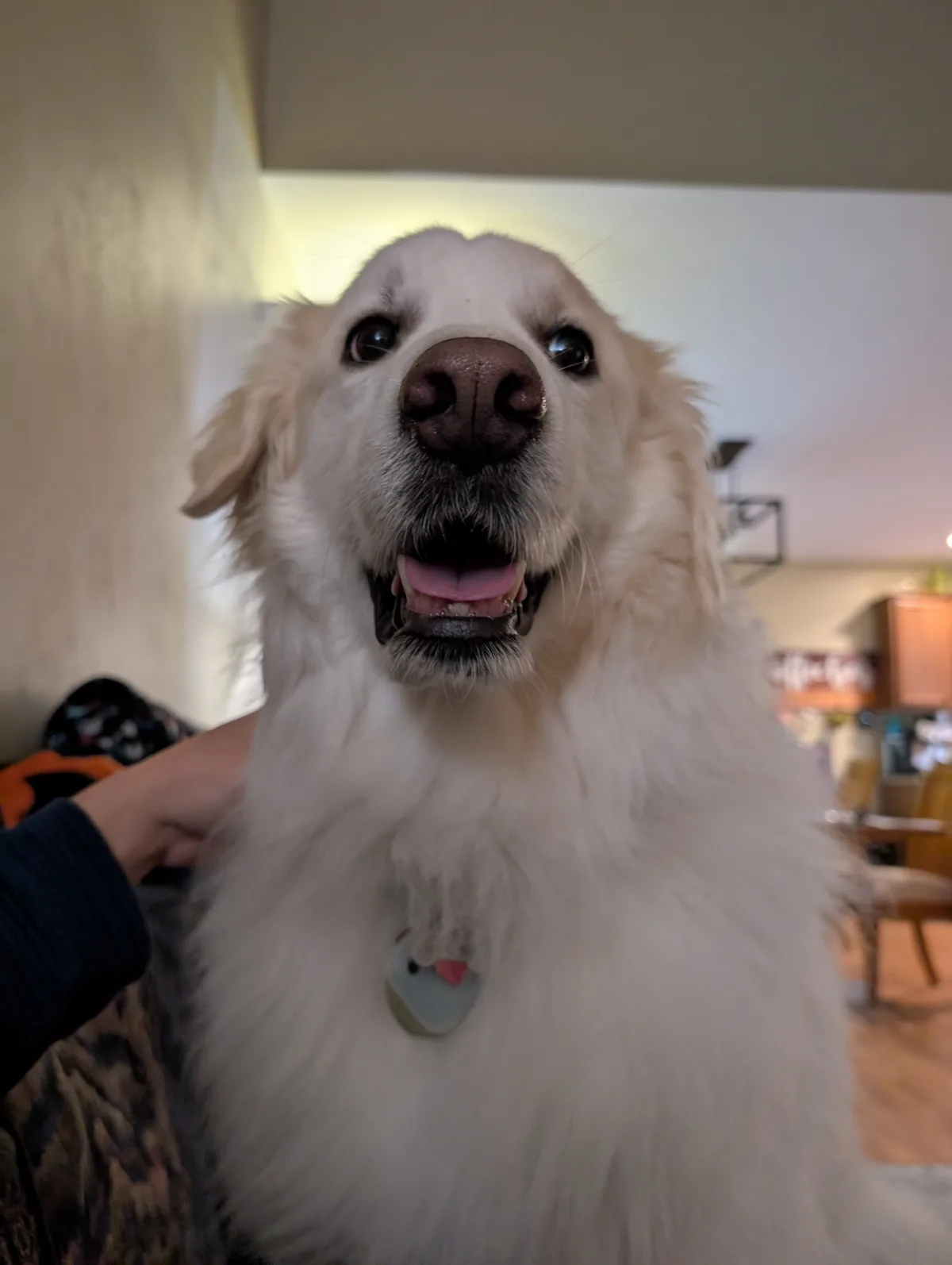 A close-up photo of a fluffy, light-colored dog with a happy, open-mouthed expression looking directly at the camera. A…
