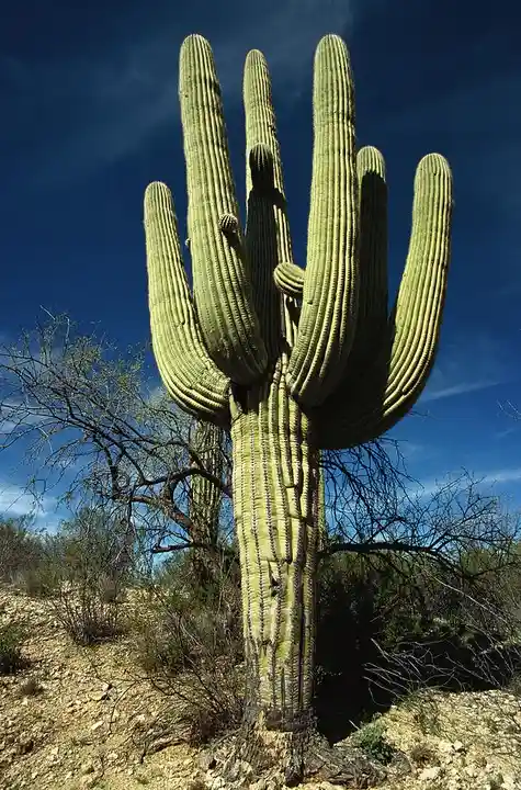 A tall, multi-armed saguaro cactus stands against a clear blue sky in a desert landscape, with sparse dry bushes and rocky…