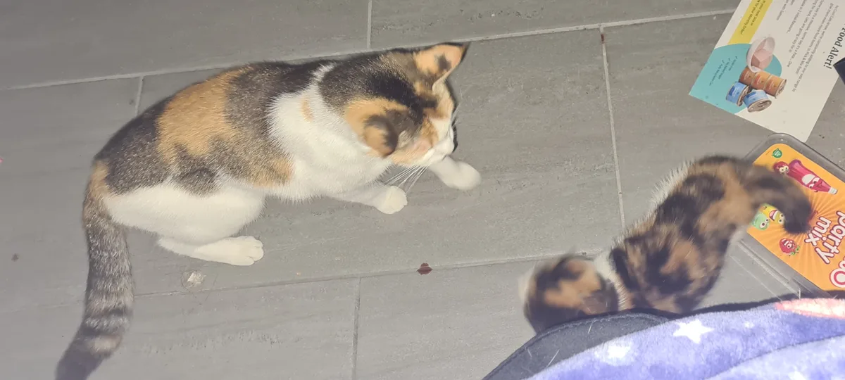 A calico cat sits on a gray tiled floor, looking down at a smaller calico kitten that is blurred in motion near a person's…