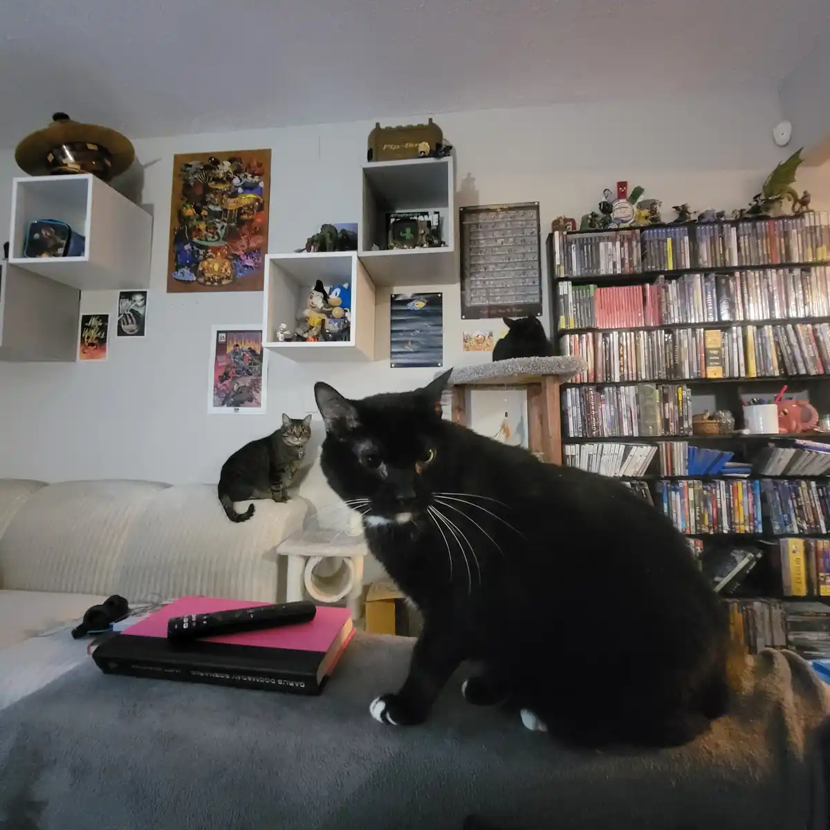 A black cat with white paws sits prominently on a couch, looking directly at the camera with a serious expression. Behind…