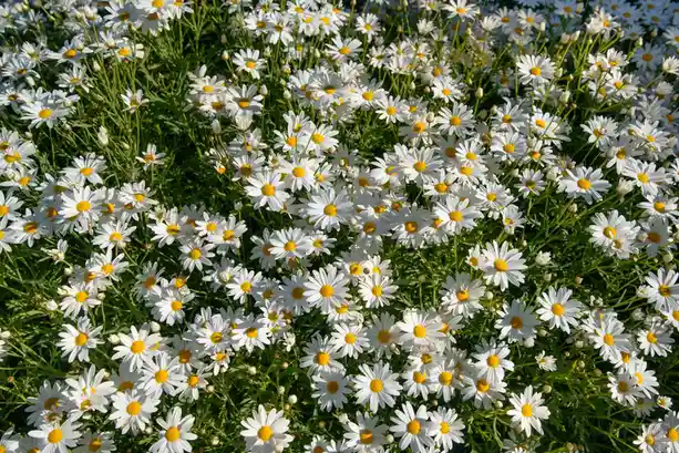 A dense field of white daisies with yellow centers and green stems fills the frame. Overlaid text reads 'i'm not a daisy…