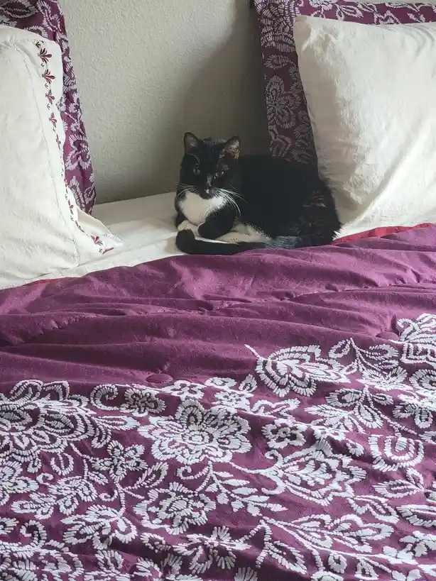 A Daily Dose of Cat Cuteness #1260