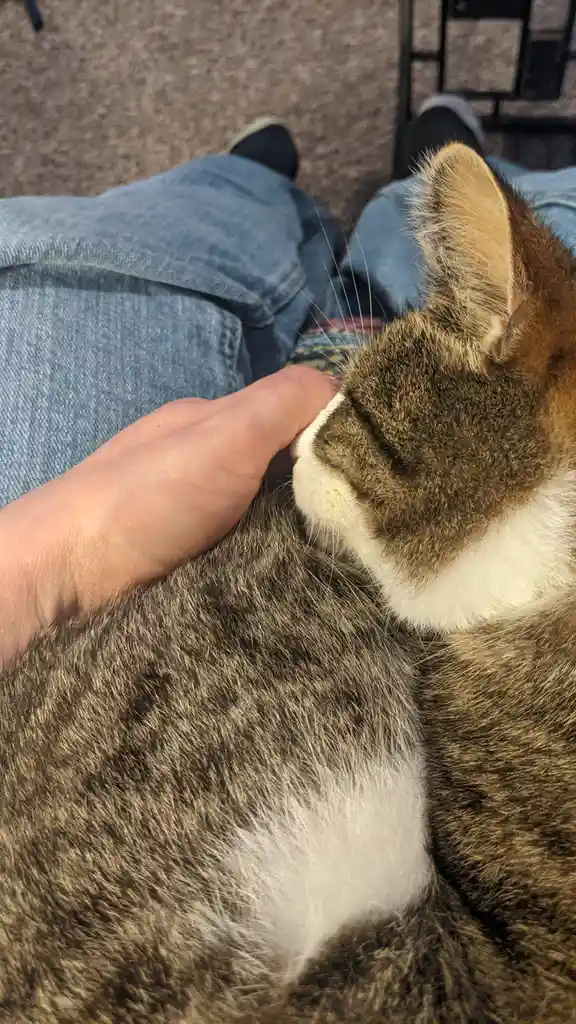 A close-up photo shows a person's hand gently stroking a tabby cat with white markings on its chest and chin. The cat is…