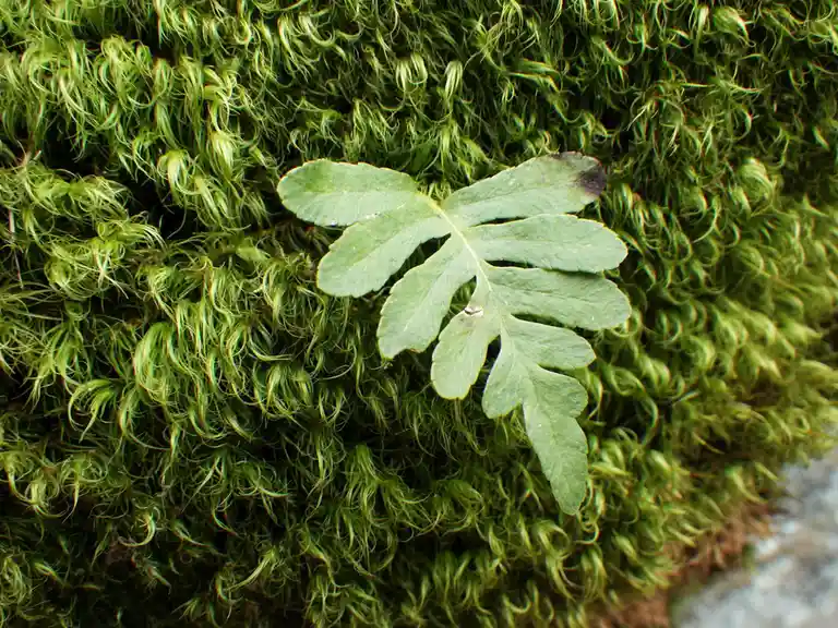 A single green fern frond with a slightly damaged tip rests atop a dense, curly green moss background. The overlaid text…
