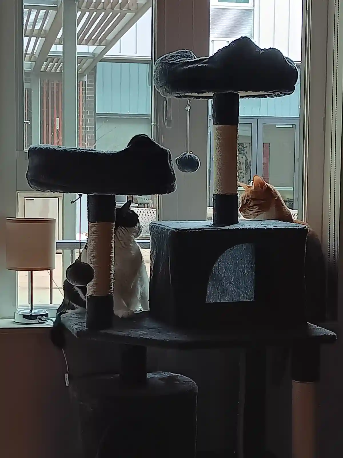 Two cats are positioned on different levels of a multi-tiered cat tree near a window. One cat, black and white, is on a…