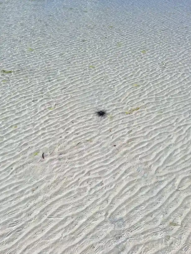 a single black sea urchin is visible in shallow, clear water over a sandy bottom with rippled patterns. the water is…