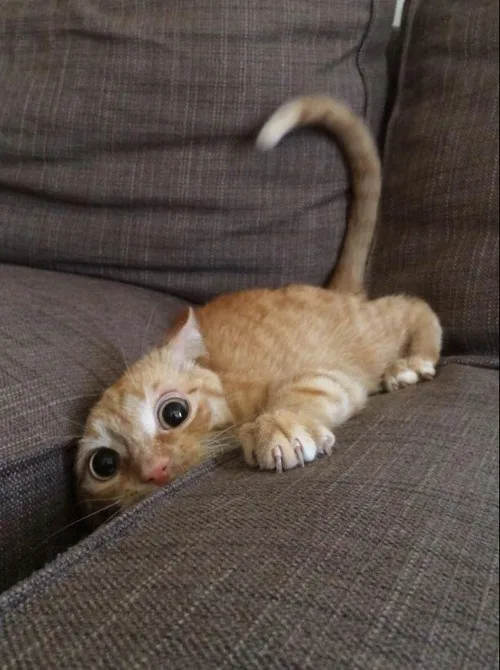 A small orange tabby kitten with wide, startled-looking eyes is peeking out from behind the arm of a brown fabric couch. Its…