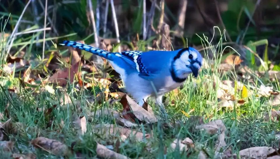 A blue jay stands in grass and fallen leaves, looking down intently. Overlaid text reads: 'i'm not a bird, i'm a bird with a…
