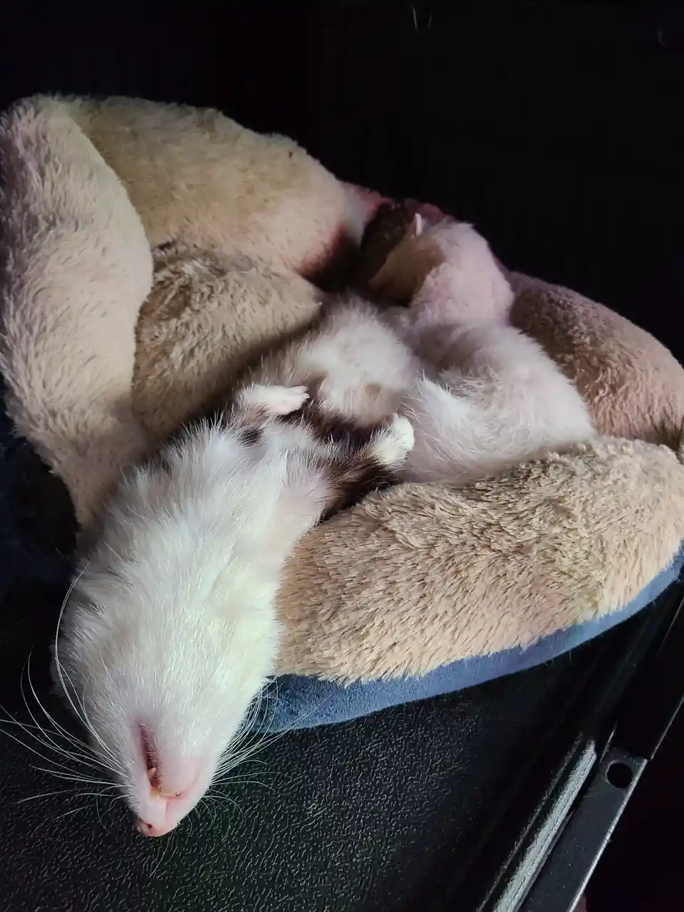 A close-up photo shows a small, white-and-brown ferret sleeping peacefully on its back inside a plush, beige pet bed. Its…