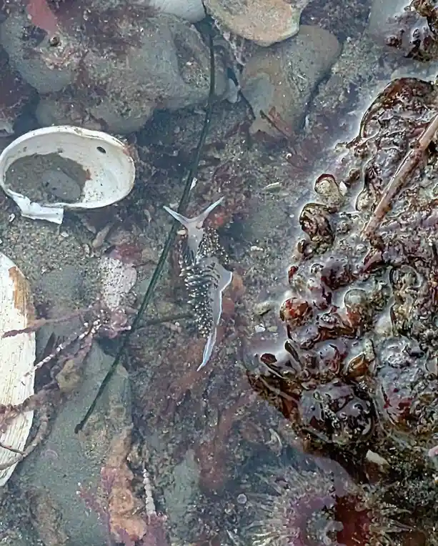 A translucent sea slug with white and black markings crawls across a rocky, tide-pool environment with seaweed, barnacles…