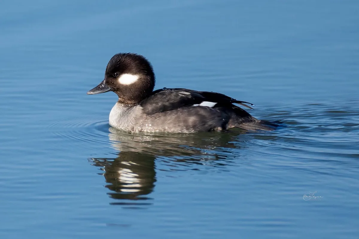 A duck with a black head, white patch behind its eye, and grey body floats calmly on blue water, creating ripples. The…