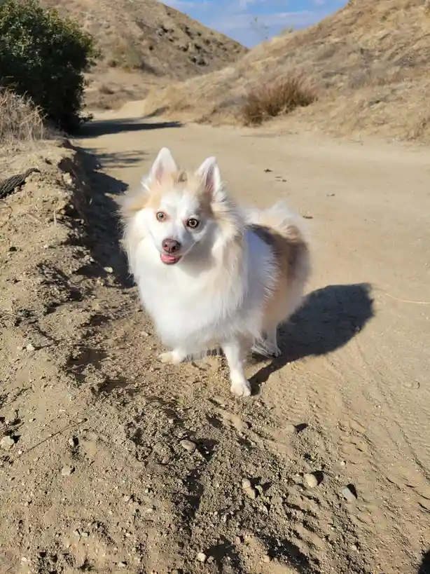 A fluffy white and tan dog with perky ears stands on a dirt trail in a dry, hilly landscape, looking directly at the camera…