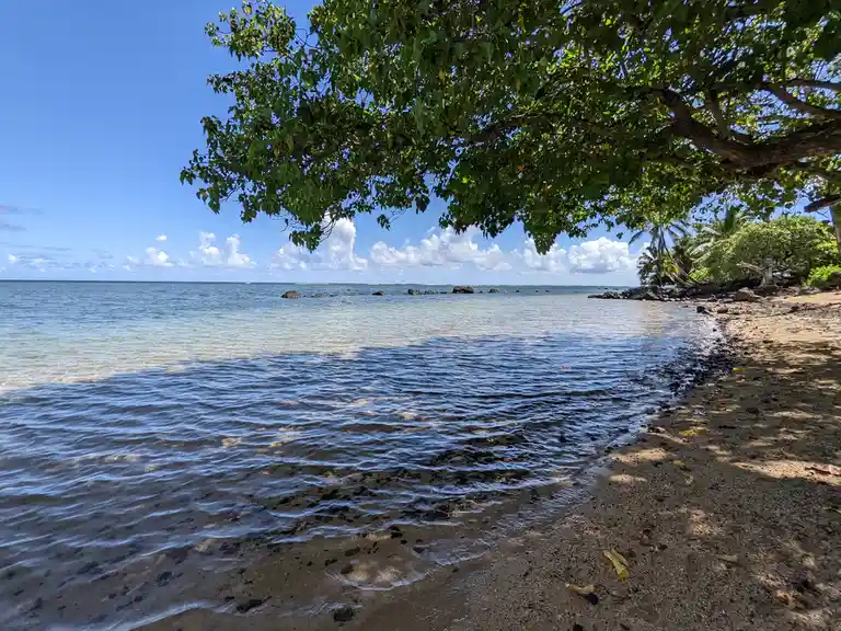 A serene beach scene with gentle waves lapping at a sandy shore under a large, leafy tree providing shade. The sky is blue…