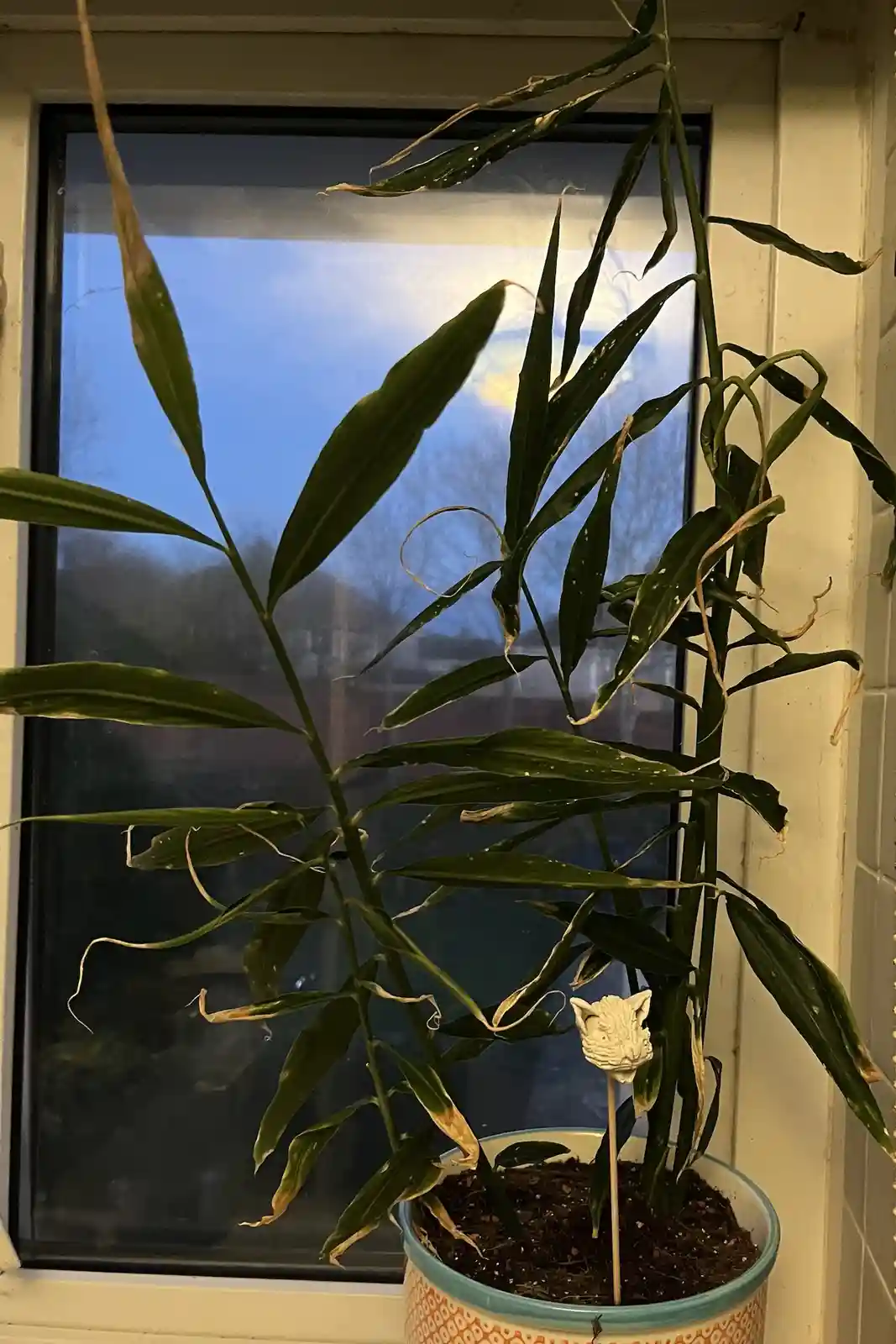 A potted plant with wilting, brown-tipped leaves sits on a windowsill, its soil visible in the pot. A small white figurine…
