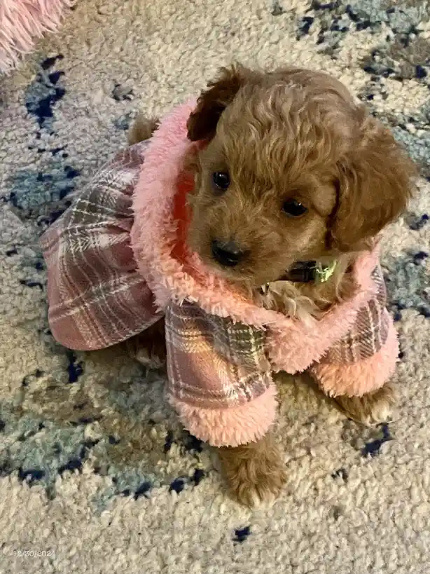 A small brown puppy with curly fur is sitting on a patterned rug, wearing a pink fleece-lined plaid coat. The puppy looks…