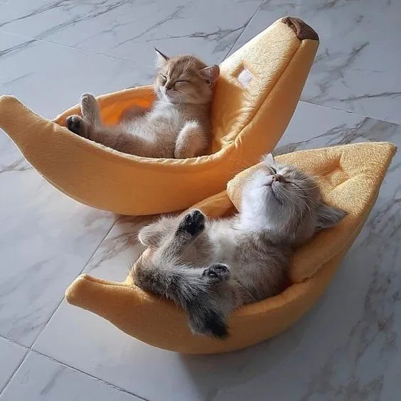 Cozy Up in Banana Beds