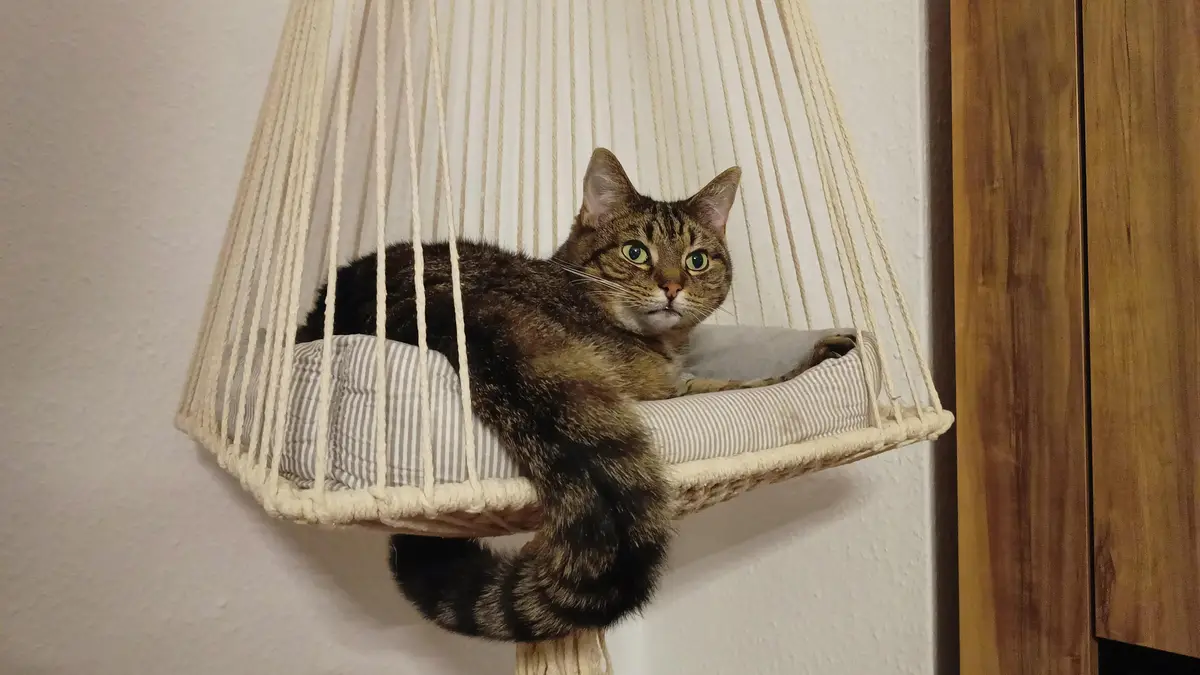 A tabby cat with green eyes lies in a suspended macrame hammock bed, looking directly at the camera with a slightly…