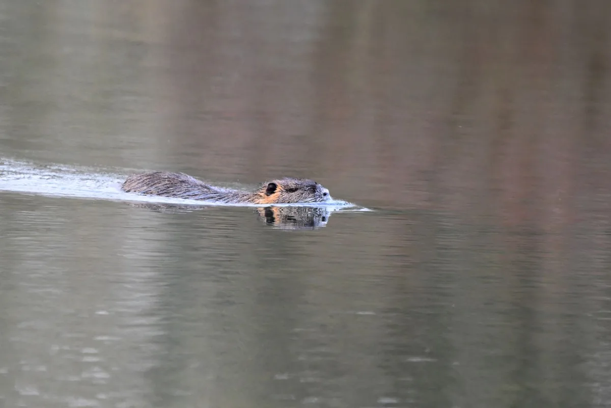 A beaver swims calmly through murky water with only its head and shoulders visible, creating a gentle wake. The overlaid…