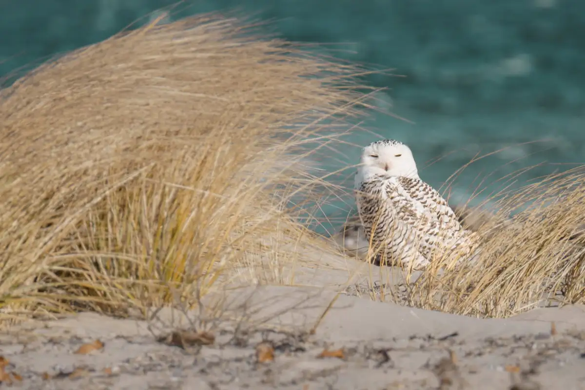 A snowy owl with white and brown speckled feathers sits calmly in tall, dry, golden-brown grass on a sandy beach, with…