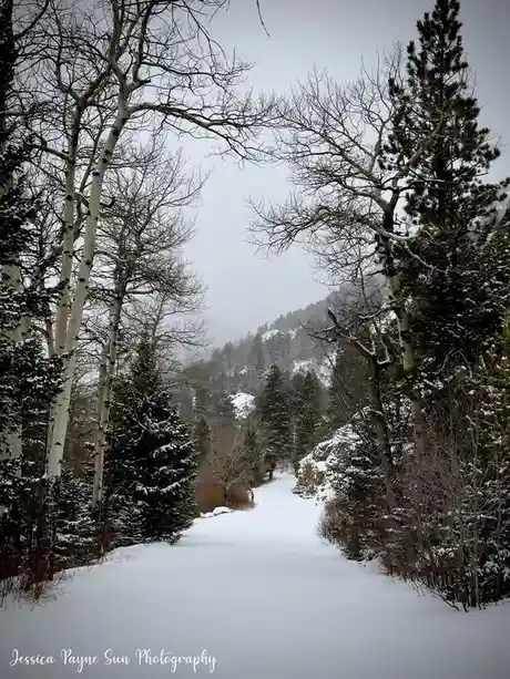 A snowy forest path framed by bare aspen trees and evergreens, leading toward a misty, snow-dusted mountain range under an…