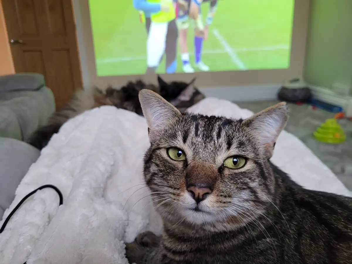 Cats and Rugby: The Perfect Recipe for a Joyful Sunday