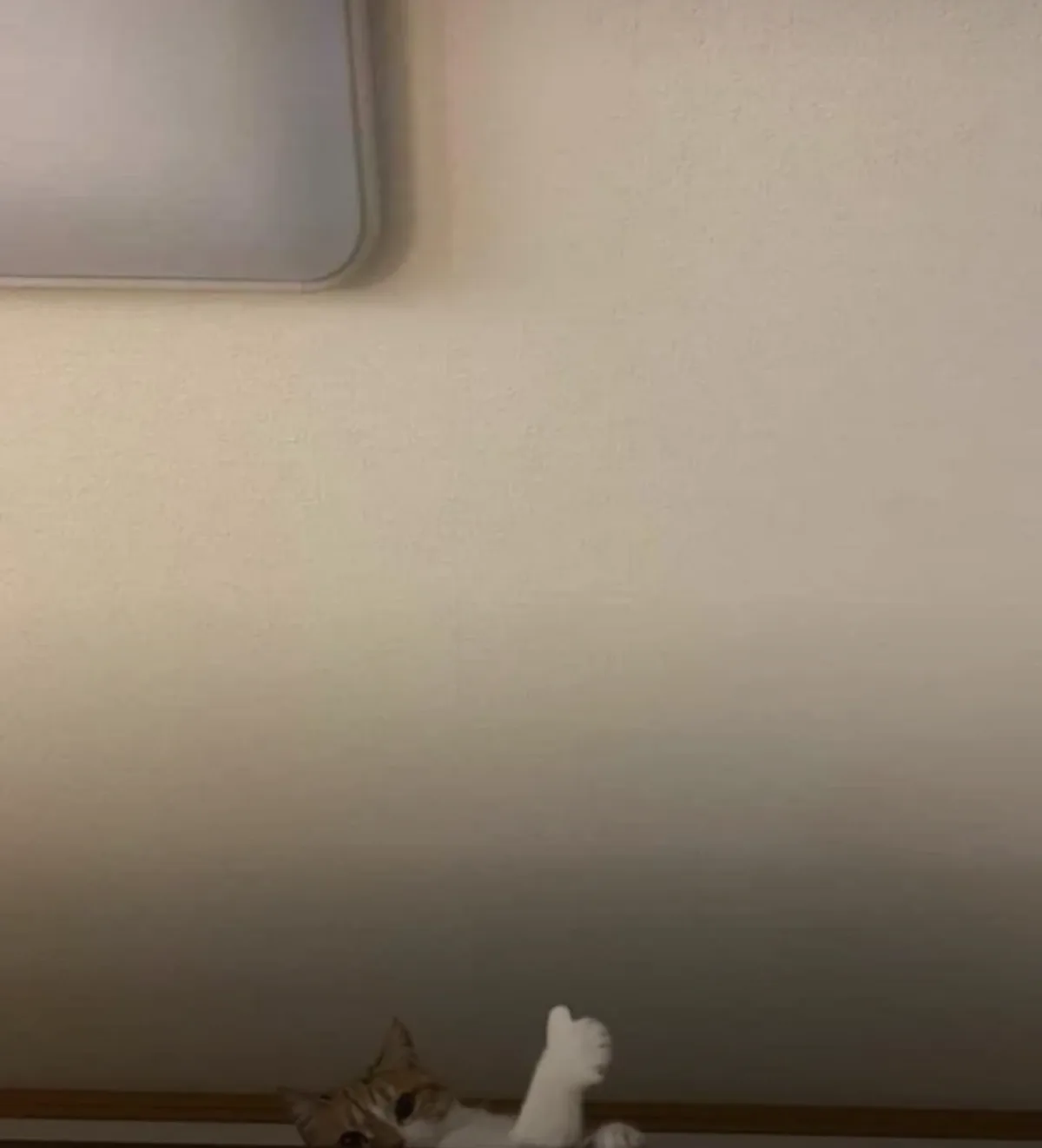 A small tabby cat with white paws is lying on its back near the bottom of the frame, looking up at a plain wall with a white…