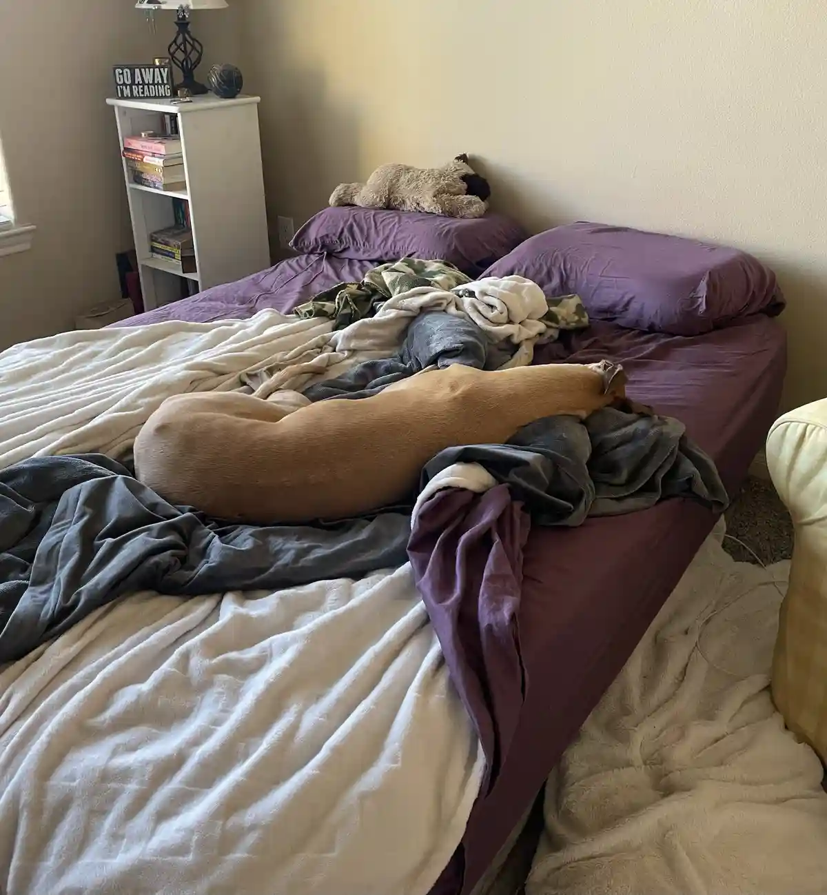 A messy bedroom bed with purple sheets and multiple blankets is occupied by a long, tan dog lying stretched out. A stuffed…