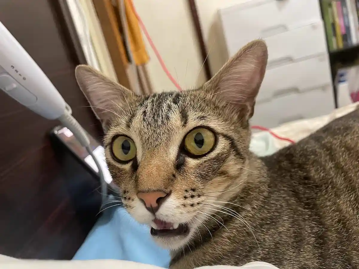 A close-up photo of a tabby cat with wide, startled-looking yellow eyes and its mouth slightly open, revealing teeth, as if…