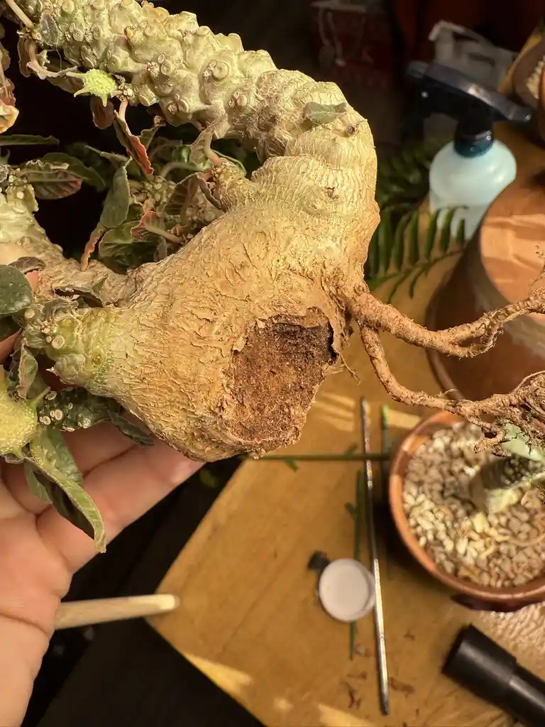 A hand holds a thick, gnarled, woody-stemmed succulent plant with visible roots and small leaves, revealing a large, exposed…