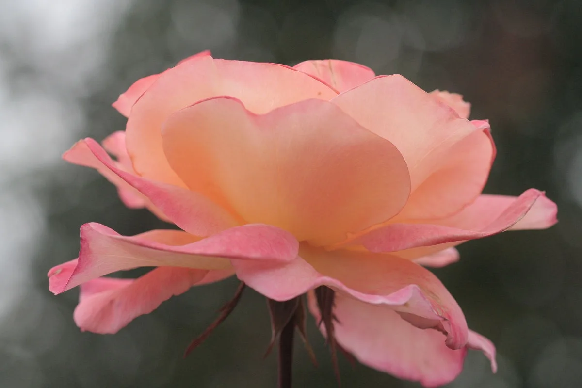A close-up photograph of a delicate pink rose with soft, layered petals against a blurred dark background. The image has…