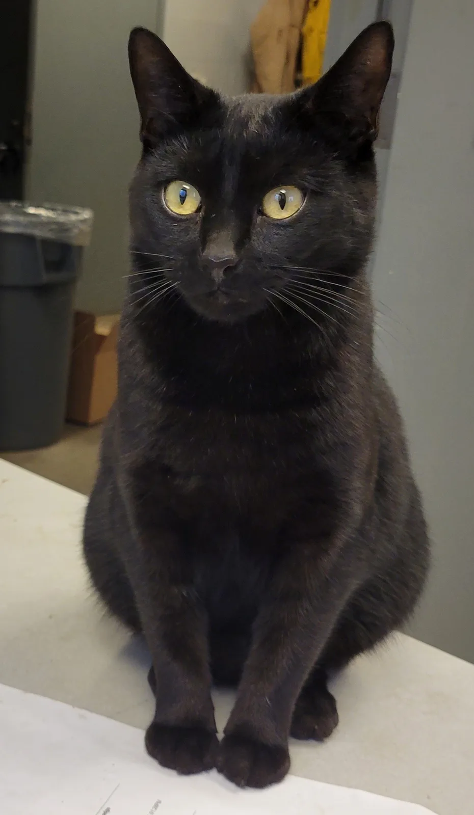 A black cat with bright yellow eyes sits upright on a white surface, staring intently forward. The overlaid text reads 'i'm…