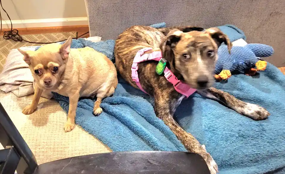 Adorable Christmas Puppies to Brighten Your Day!