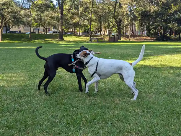 Two dogs, one black and one white with brown spots, are playfully tugging on a single stick in a grassy park. The black dog…