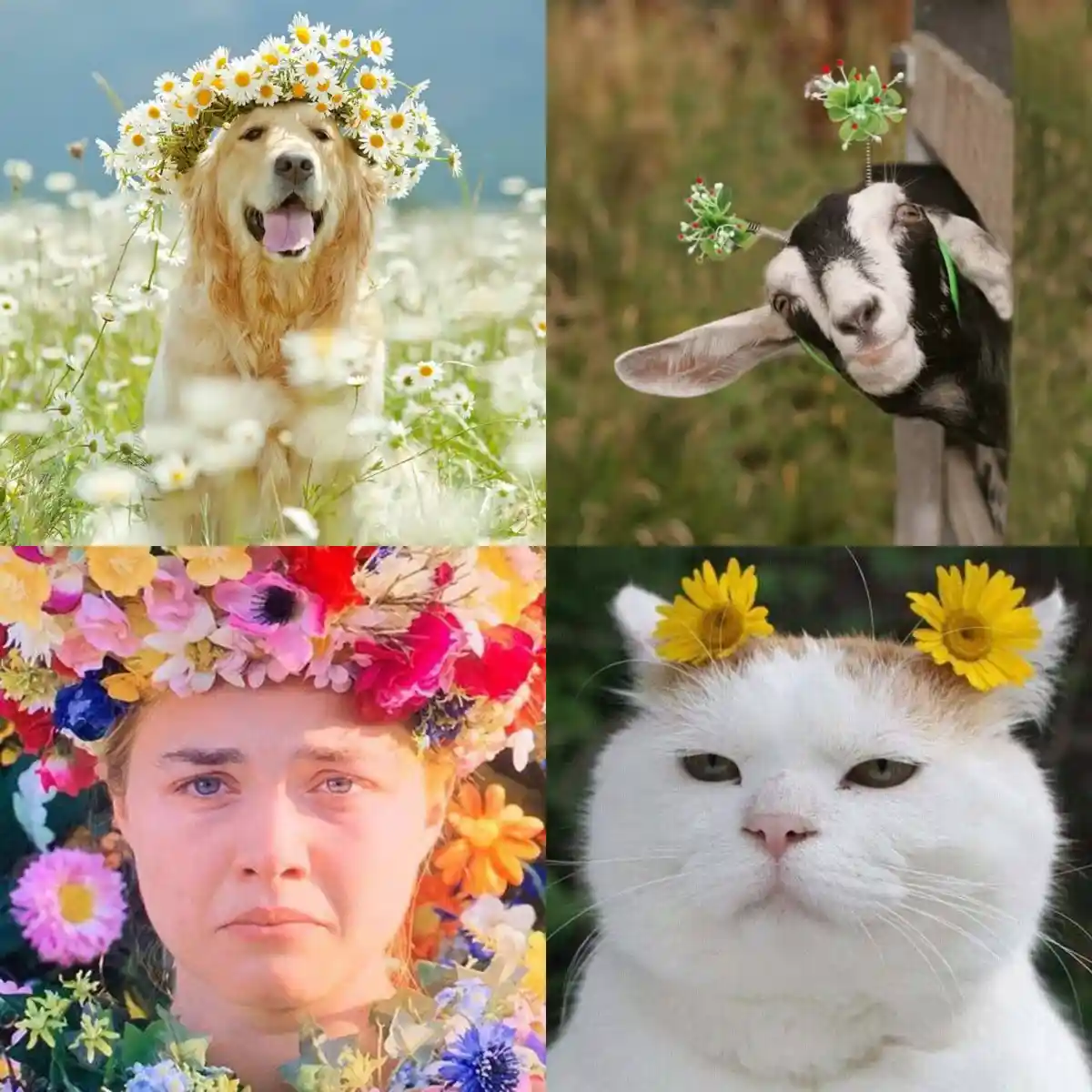A four-panel image collage shows a golden retriever, a goat, a woman, and a cat, each wearing a flower crown or headpiece…