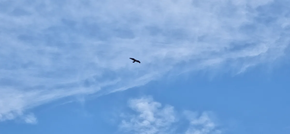 A solitary bird soars through a vast blue sky streaked with wispy white clouds. The bird is centered in the frame, flying…
