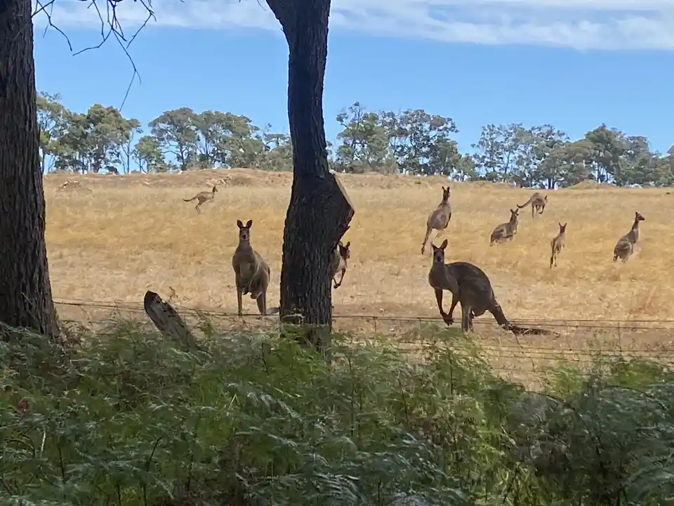 A group of kangaroos is scattered across a dry, grassy field under a blue sky, with some standing near trees and others…