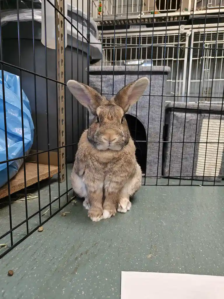 A brown and white rabbit sits upright in a black wire cage, looking directly at the camera with large ears perked up. Behind…