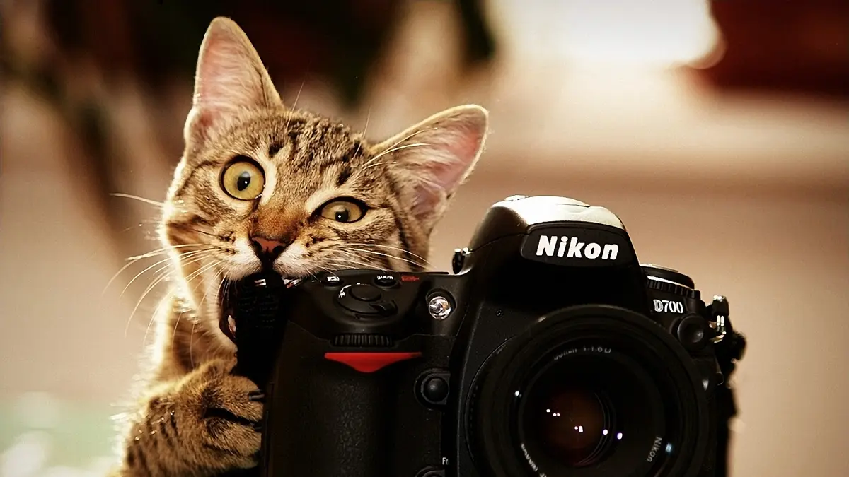 A tabby cat with wide, startled eyes is holding a black Nikon D700 DSLR camera with its mouth and paws, appearing to pose as…