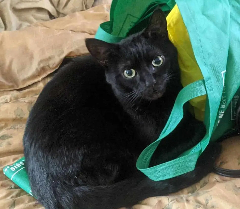 A black cat with wide, startled eyes is curled up inside a green reusable shopping bag, which is partially open and draped…