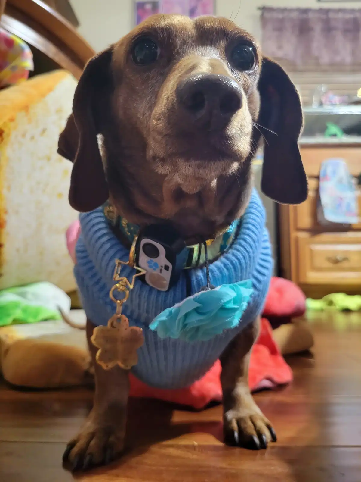 Meet My Adorable Pup, Tiger Lilly: A Snapshot of Joy