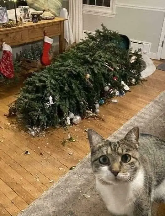 The dog is definitely the culprit here